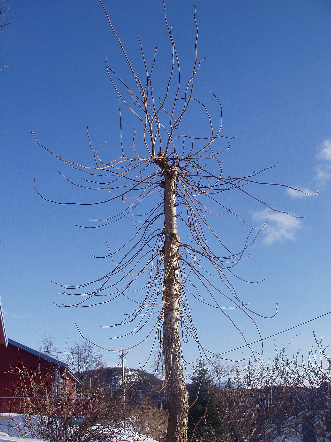 Ulmus glabra, Wych elm — spreading deciduous (Ulmaceae) (image 1 of 8)