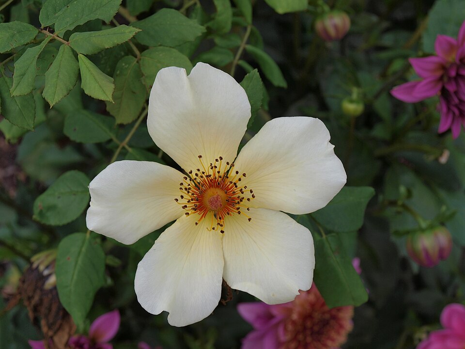Rosa 'Golden Wings' (Golden Wings Rose) (alternate view 4)