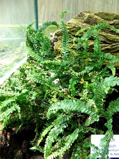 Adiantum hispidulum (Rough Maidenhair Fern) (alternate view 8)