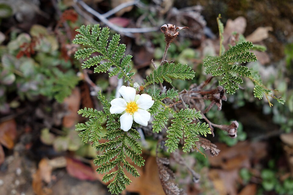Chamaebatia foliolosa (Mountain Misery) (alternate view 4)