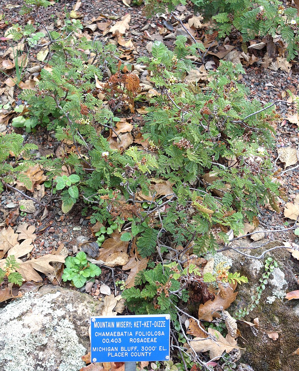 Chamaebatia foliolosa (Mountain Misery) (alternate view 5)