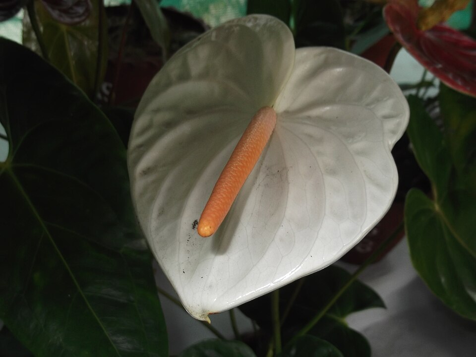 Anthurium andraeanum (Flamingo Flower) (alternate view 6)