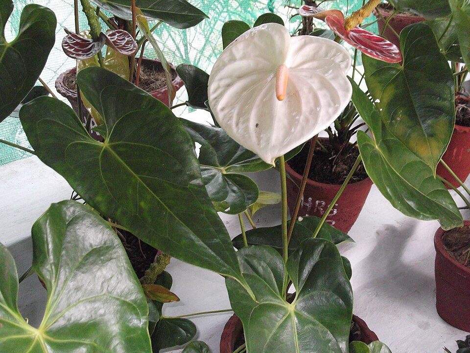 Anthurium andraeanum (Flamingo Flower) (alternate view 7)