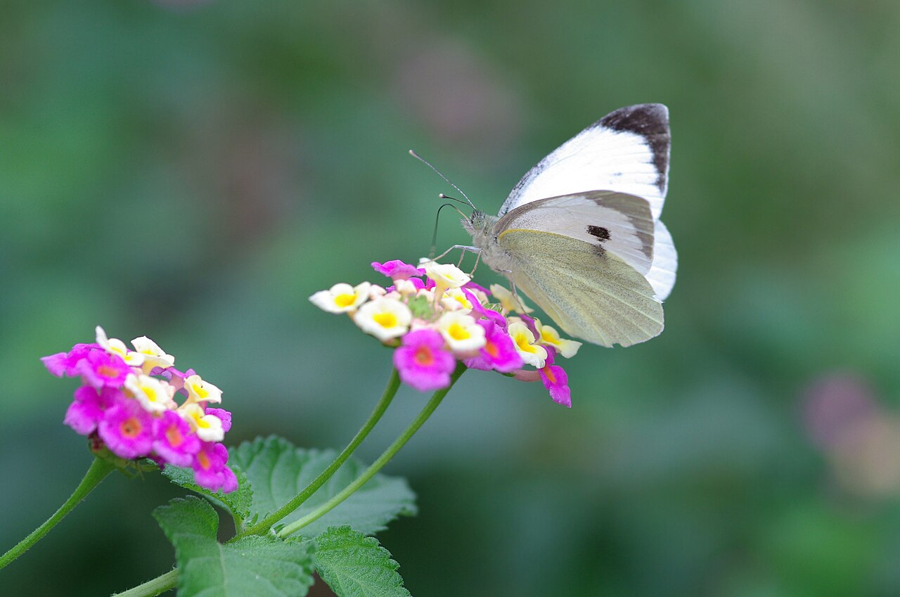 Pieris spp.