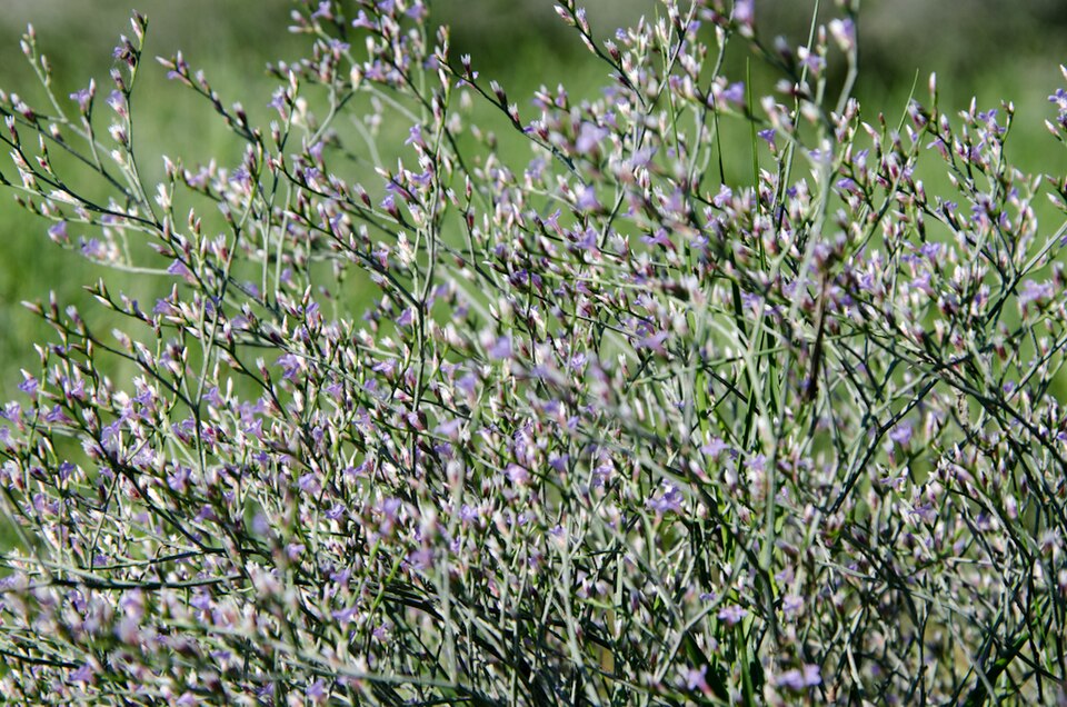 Limonium carolinianum (Carolina Sea Lavender) (alternate view 5)