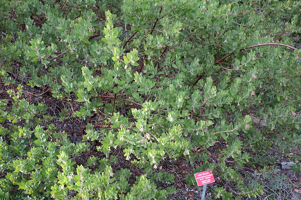 Arctostaphylos columbiana (hairy manzanita) (alternate view 6)