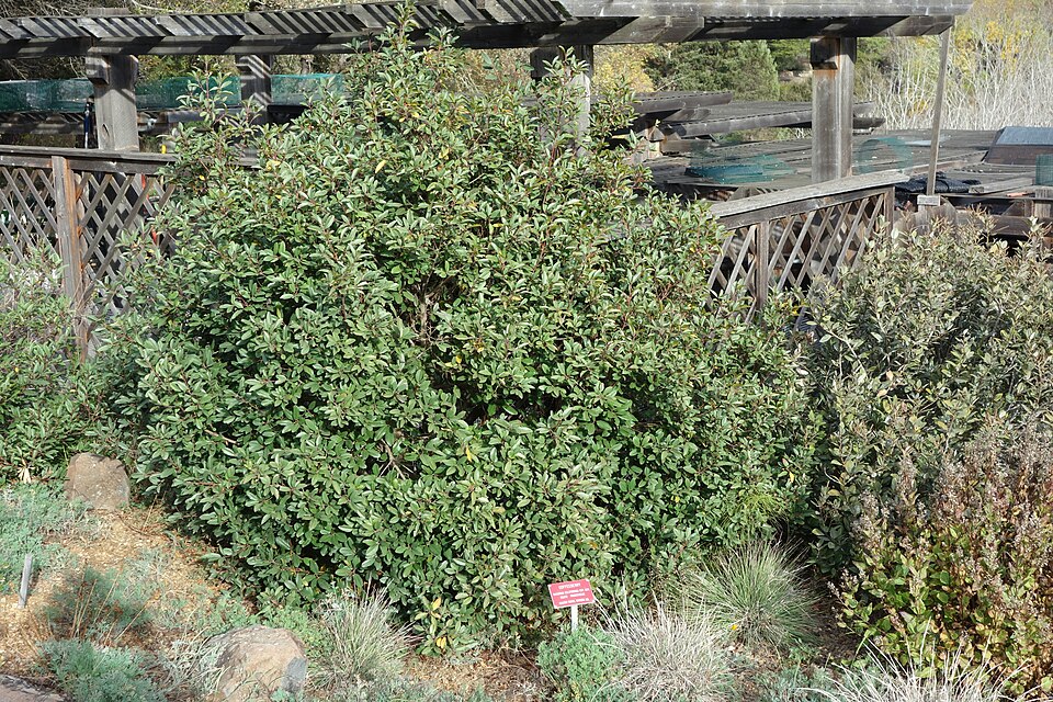 Frangula californica (coffeeberry)