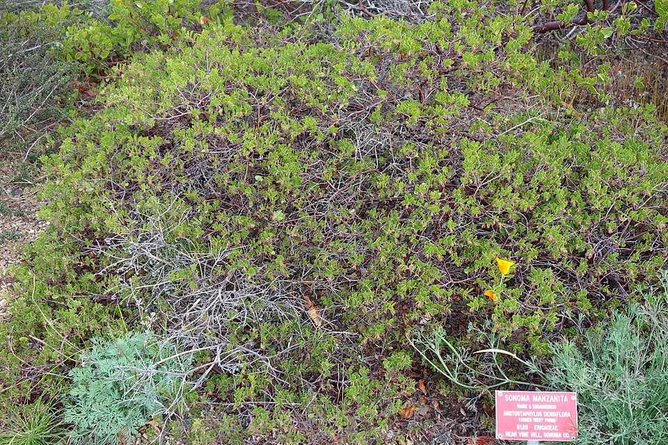 Arctostaphylos densiflora (Sentinel Manzanita)