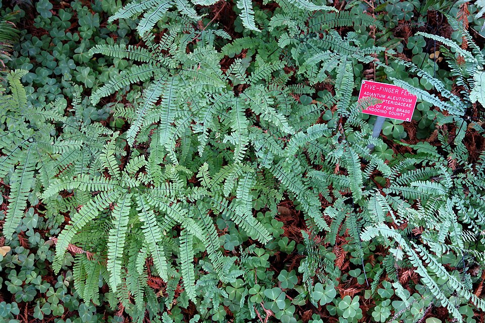 Adiantum aleuticum (western maidenhair fern) (alternate view 7)