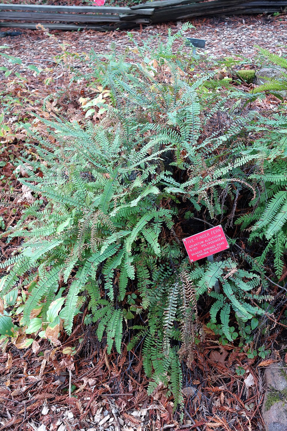 Adiantum aleuticum (western maidenhair fern) (alternate view 8)