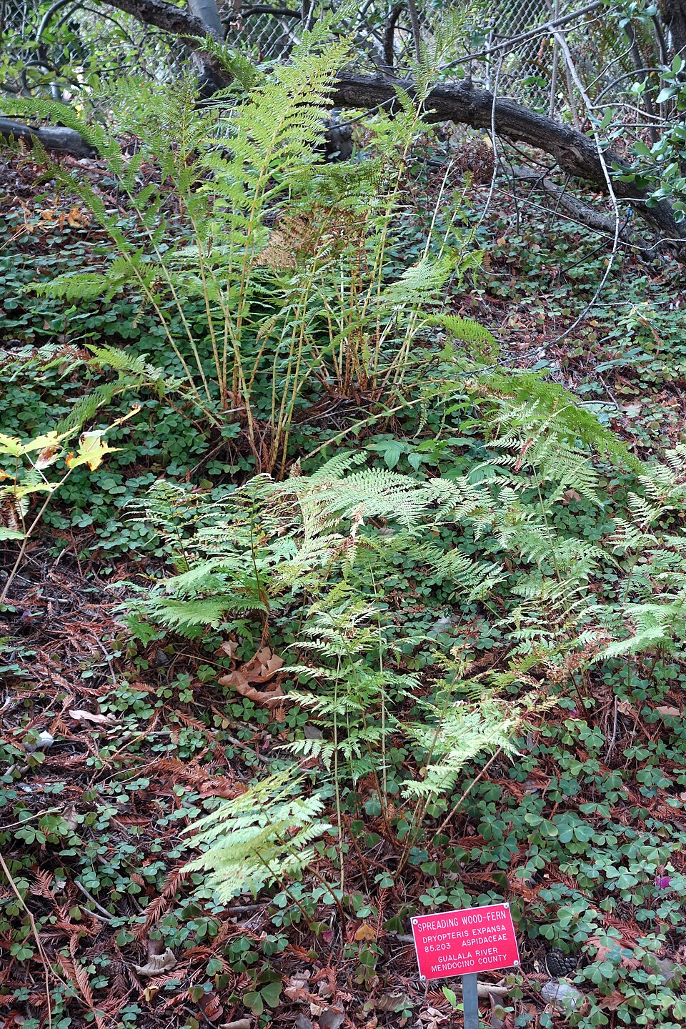 Dryopteris expansa (coast shield fern) (alternate view 7)