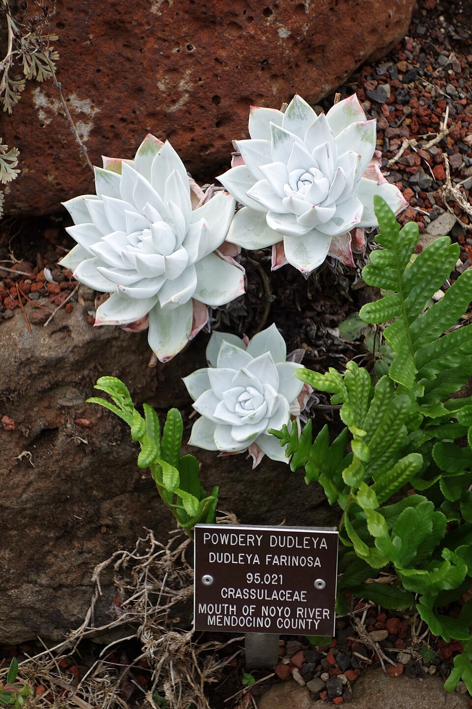 Dudleya farinosa (Bluff Lettuce) (alternate view 9)