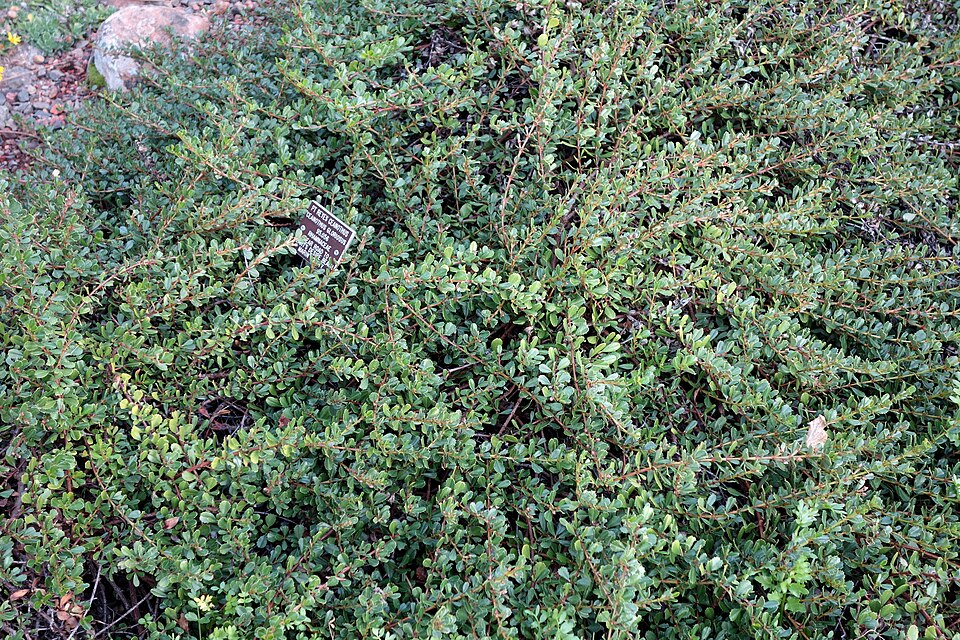 Ceanothus gloriosus (Point Reyes ceanothus) (alternate view 9)