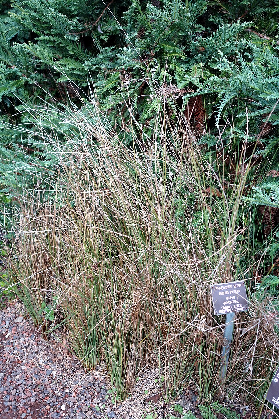 Juncus patens (Spreading Rush) (alternate view 6)