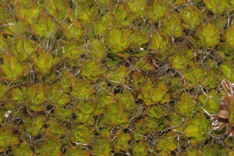 Syntrichia montana (Intermediate Screw-moss)