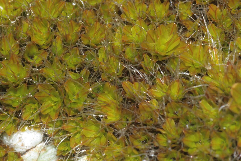 Syntrichia montana (Intermediate Screw-moss)