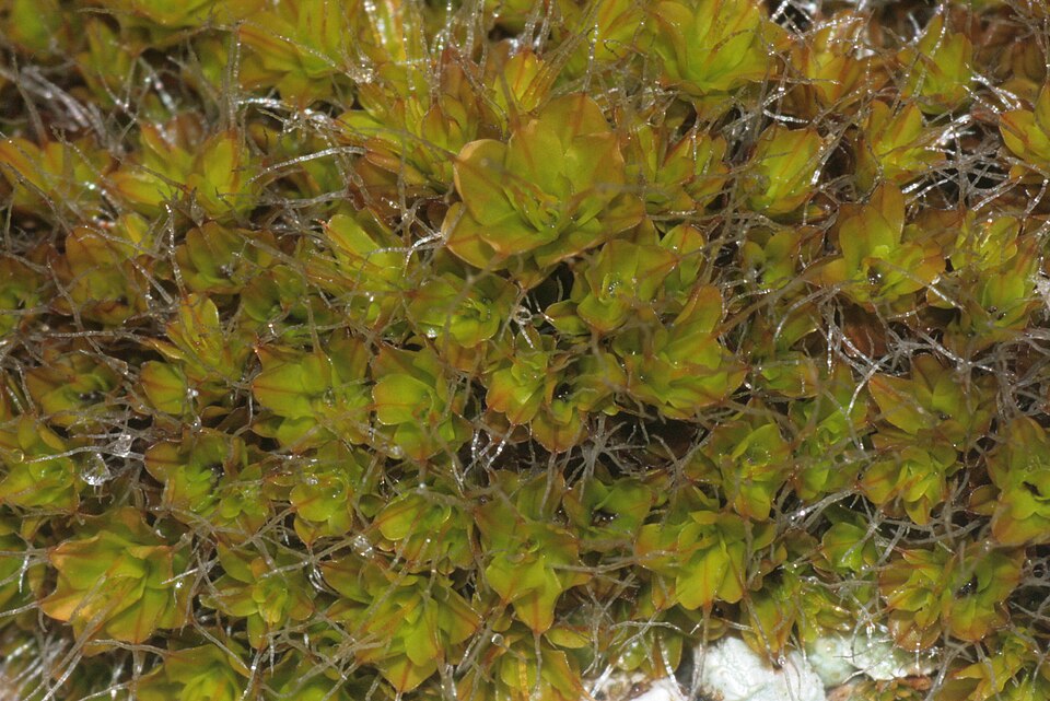 Syntrichia montana (Intermediate Screw-moss)