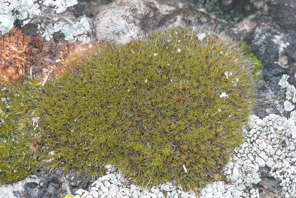 Syntrichia montana (Intermediate Screw-moss)