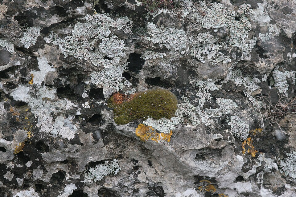 Syntrichia montana (Intermediate Screw-moss)