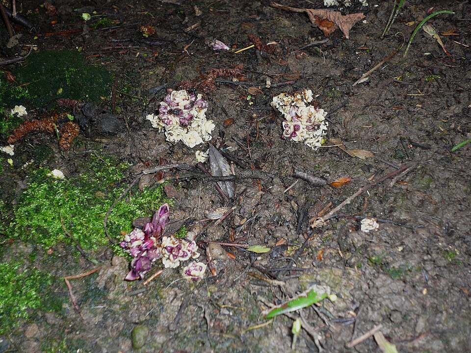 Lathraea clandestina (Purple Toothwort)