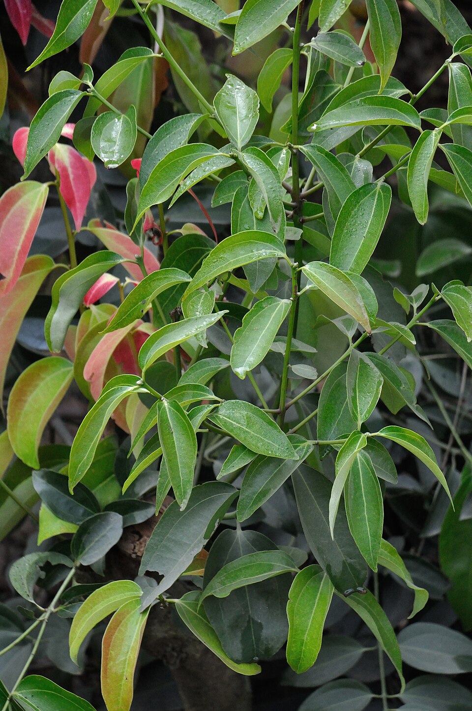 Cinnamomum verum (True Cinnamon) (alternate view 9)