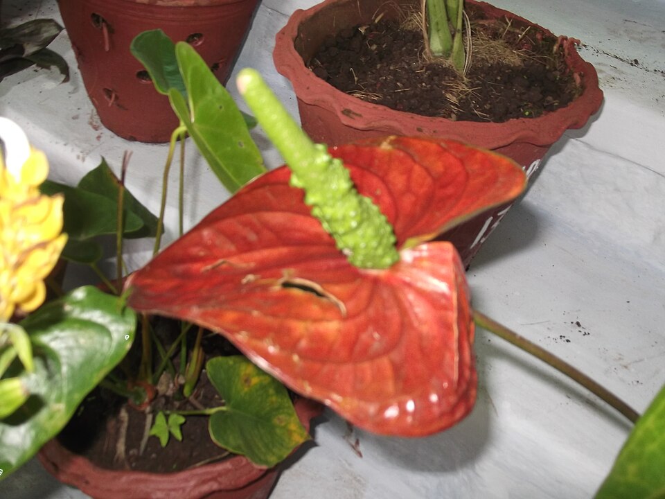 Anthurium andraeanum (Flamingo Flower) (alternate view 8)