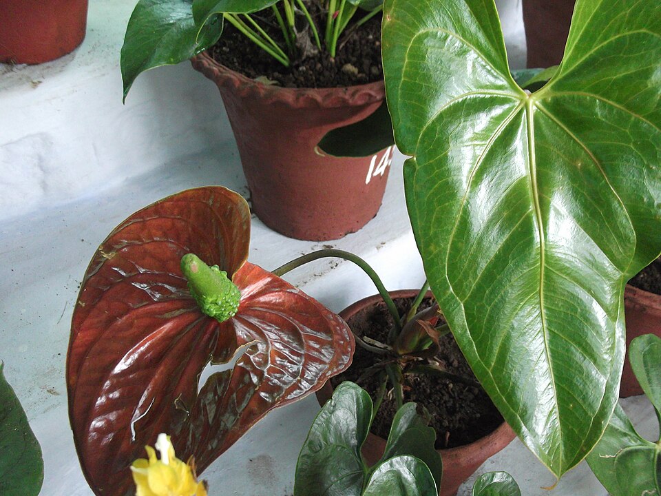 Anthurium andraeanum (Flamingo Flower) (alternate view 9)