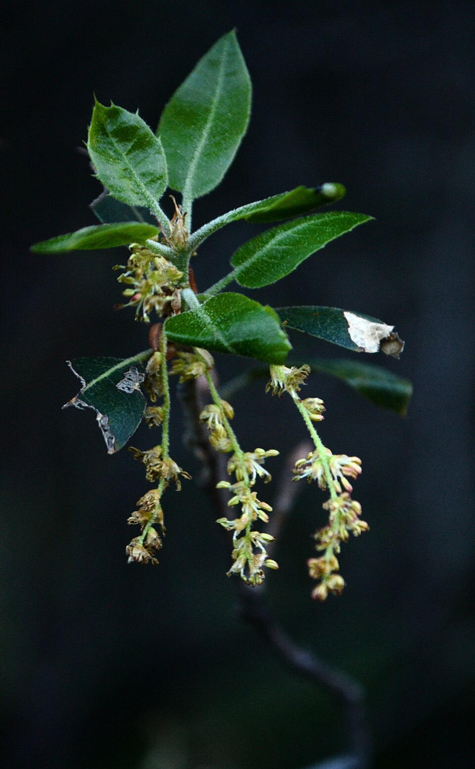 Quercus wislizeni (Interior Live Oak) (alternate view 7)