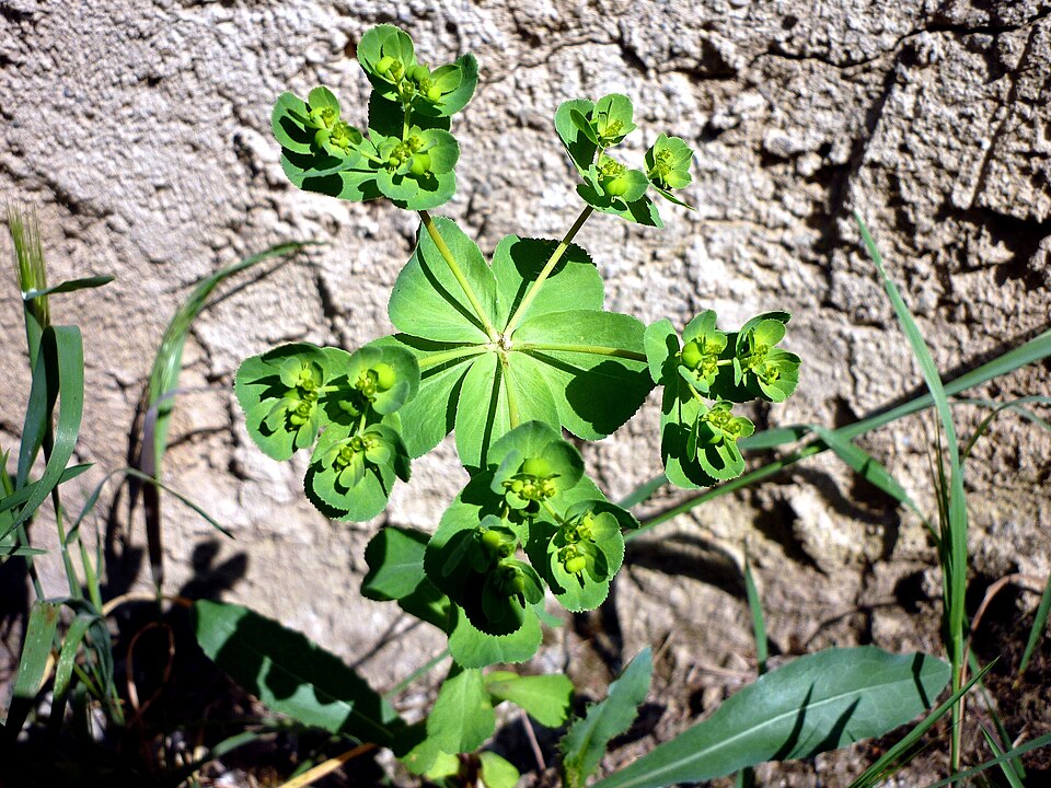 Euphorbia helioscopia (Sun spurge)