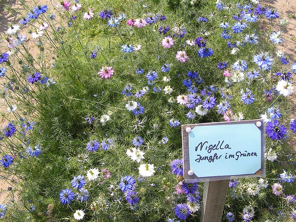 Nigella damascena (love-in-a-mist) (alternate view 6)