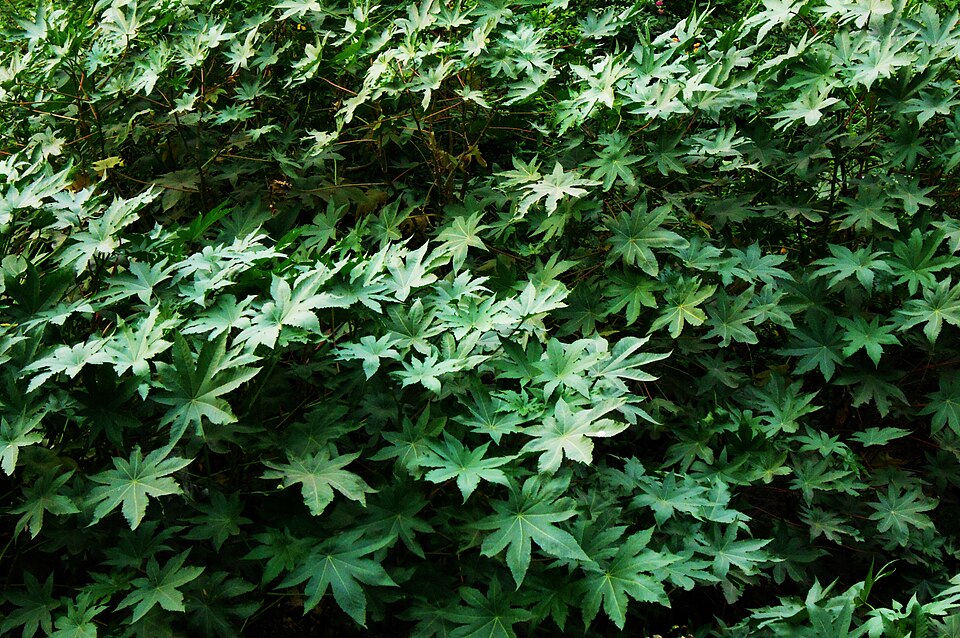 Ricinus communis (castor bean)