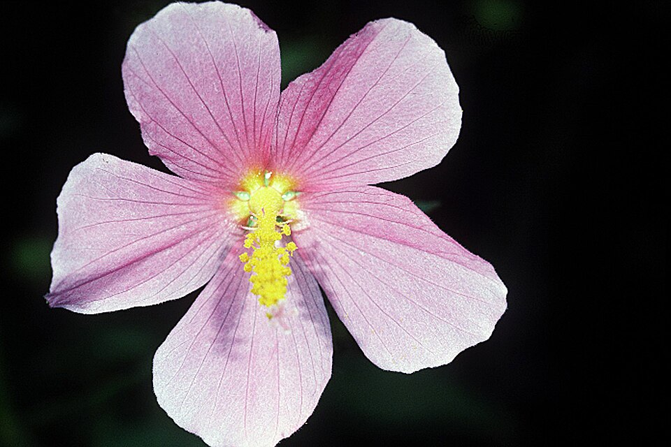 Kosteletzkya pentacarpos (Saltmarsh mallow) (alternate view 6)