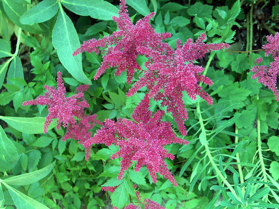 Astilbe (false goat's beards) (alternate view 3)