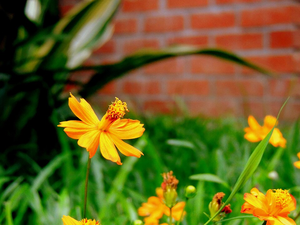 Cosmos sulphureus (Yellow Cosmos) (alternate view 9)
