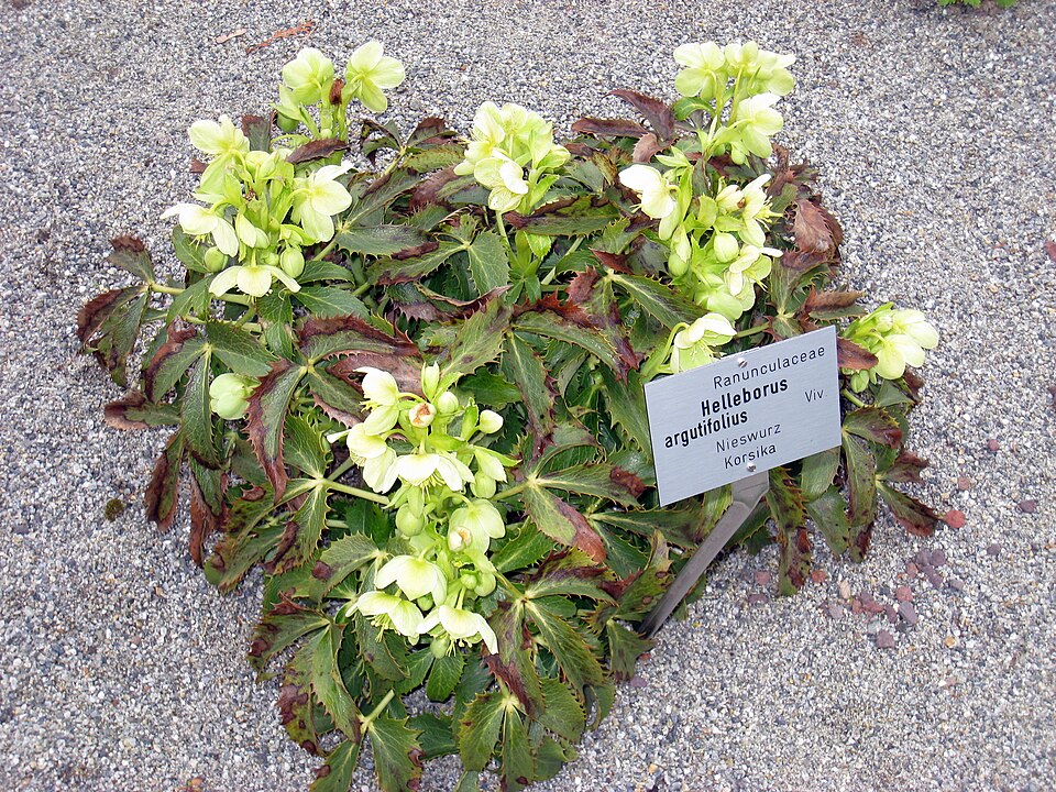 Helleborus argutifolius (Corsican hellebore) (alternate view 11)