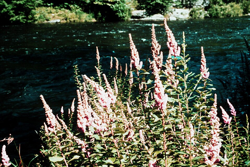 Spiraea tomentosa (Steeplebush) (alternate view 6)