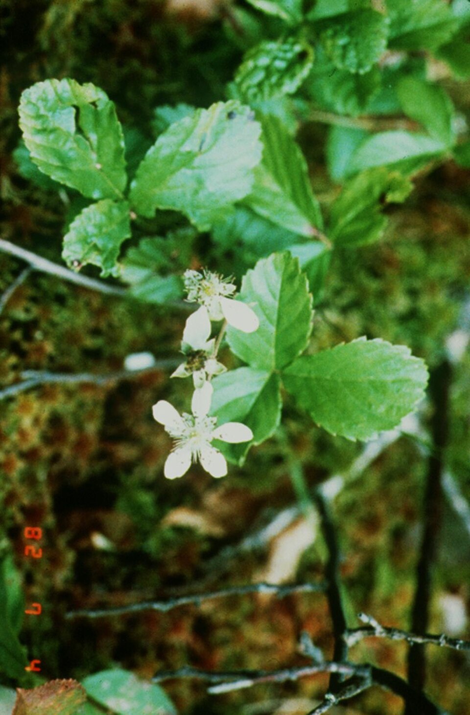 Rubus hispidus (swamp dewberry) (alternate view 6)