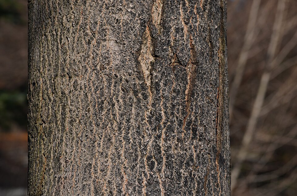 Acer saccharum 'Green Mountain' (Green Mountain Sugar Maple Tree)