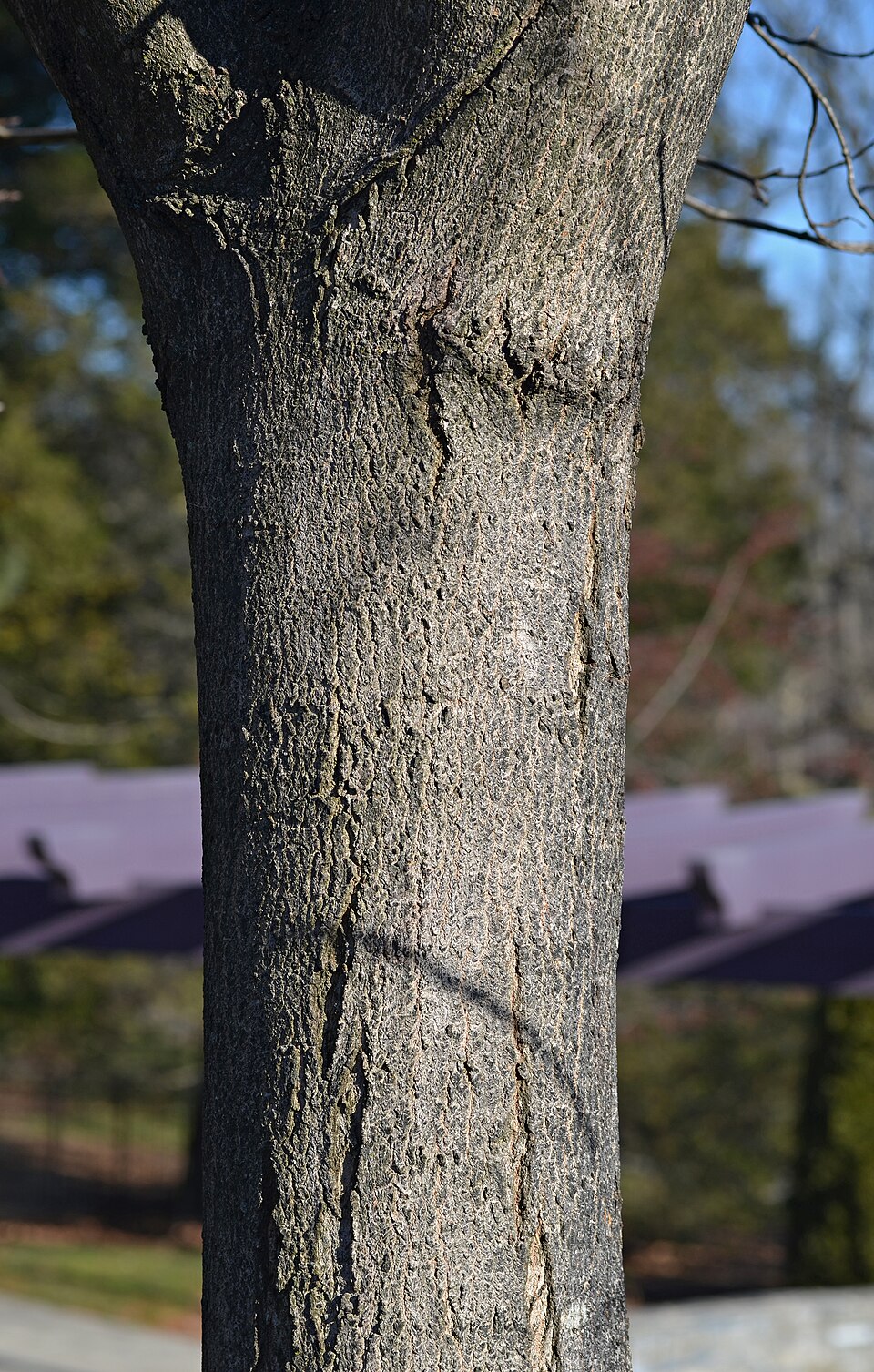 Acer saccharum 'Green Mountain' (Green Mountain Sugar Maple Tree) (alternate view 2)
