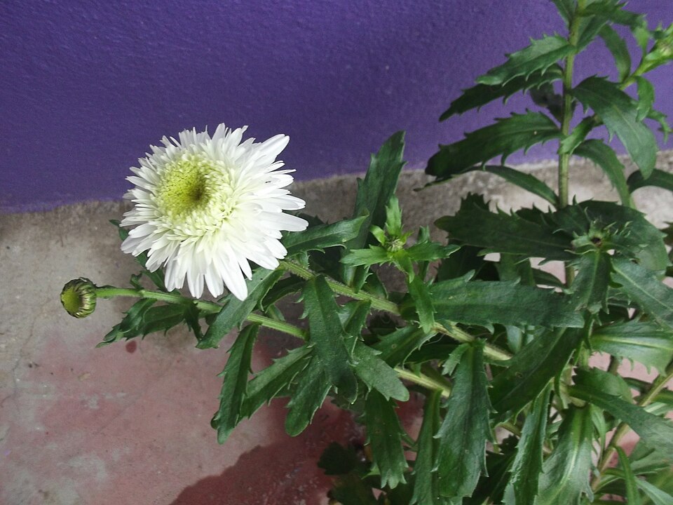 Leucanthemum maximum (max chrysanthemum)