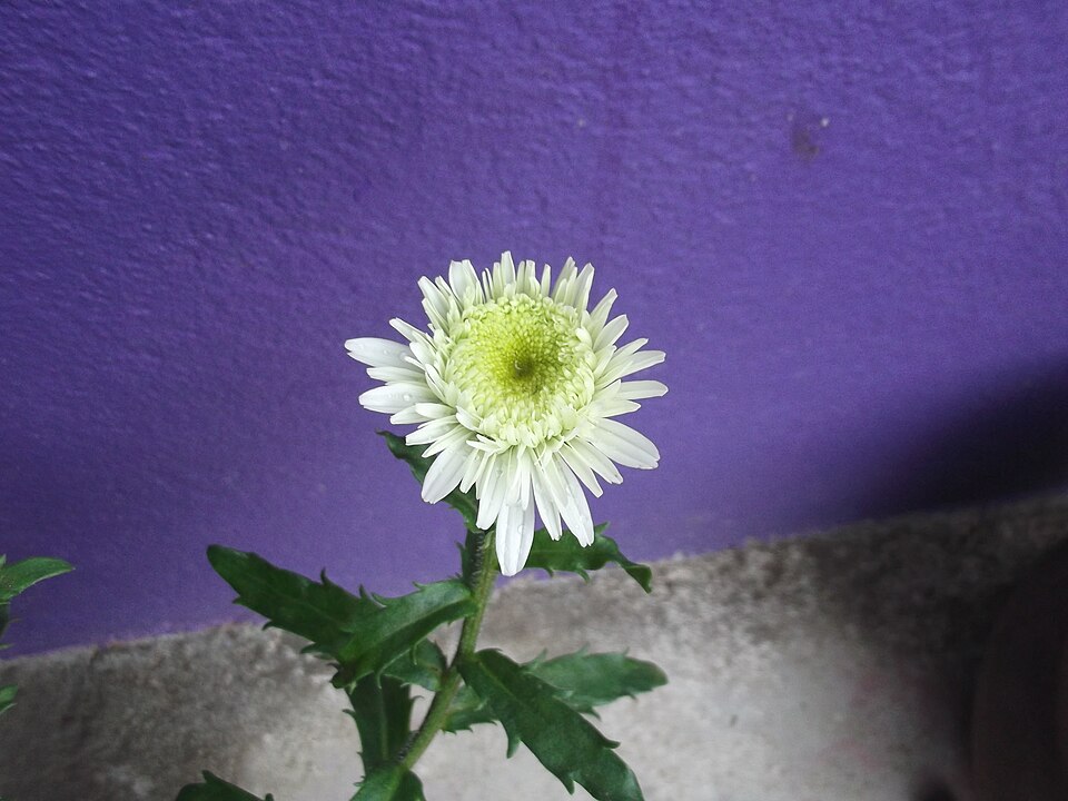 Leucanthemum maximum (max chrysanthemum)