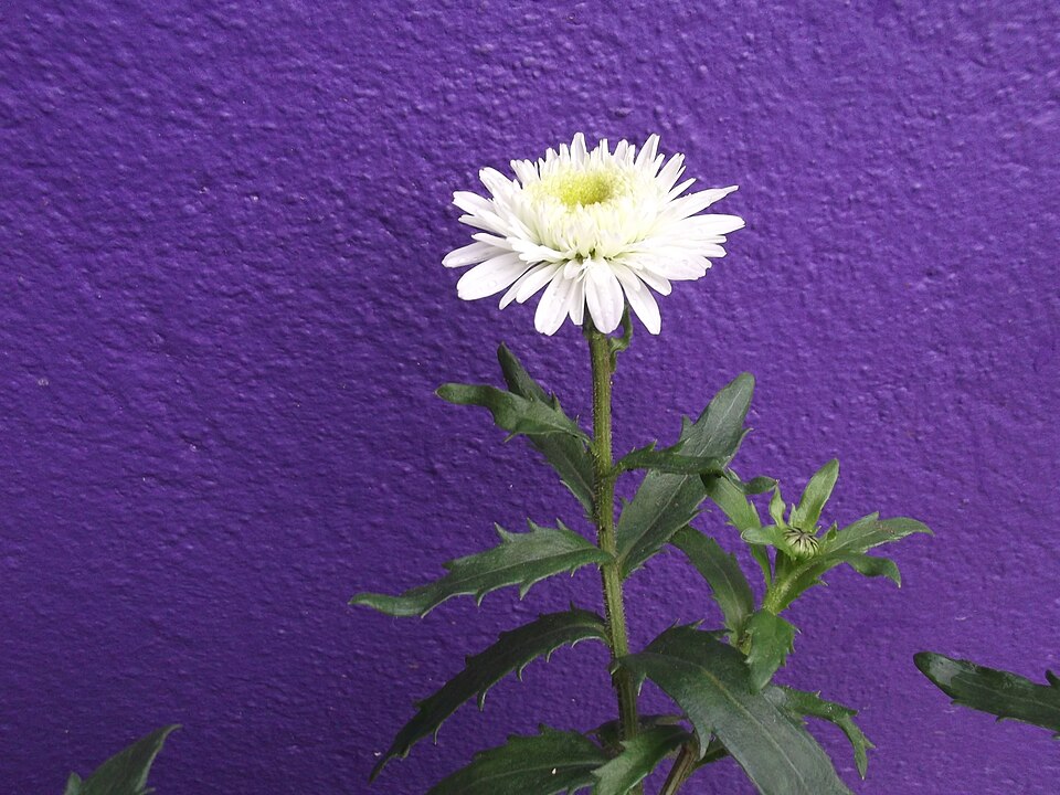 Leucanthemum maximum (max chrysanthemum)