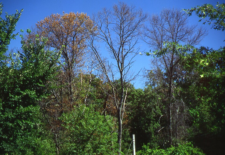 Fraxinus americana (White Ash) (alternate view 6)