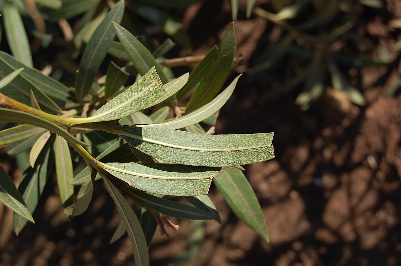 Nerium oleander, Oleander — upright evergreen (Apocynaceae) (image 7 of 8)