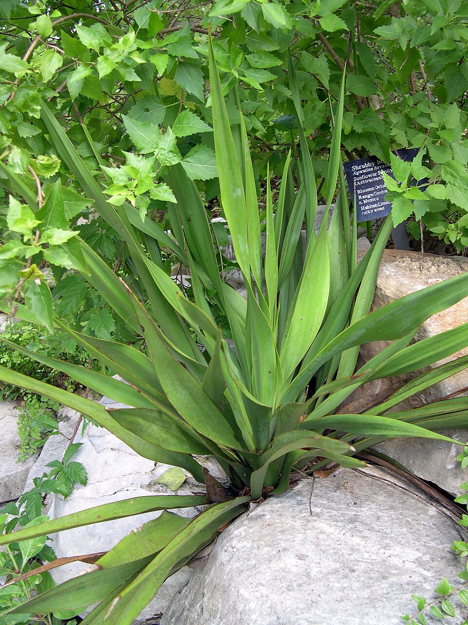 Yucca rupicola (Twisted-leaf Yucca) (alternate view 3)