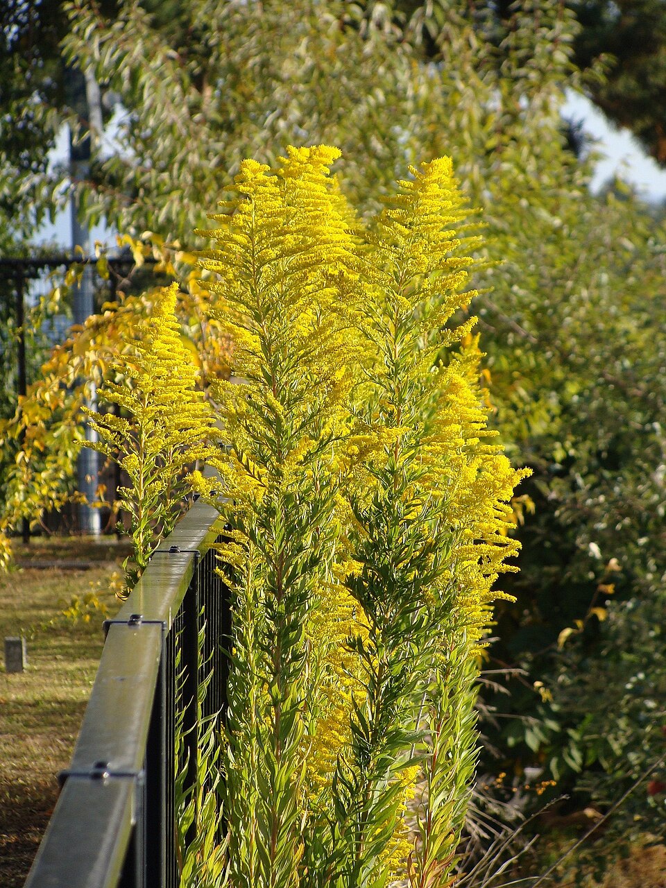 Solidago altissima (tall goldenrod)
