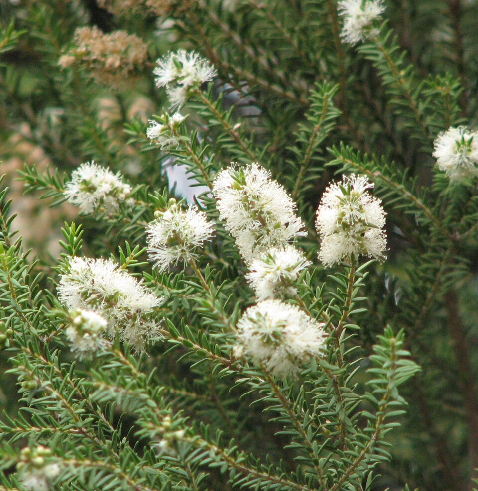 Melaleuca lanceolata (Moonah) (alternate view 4)