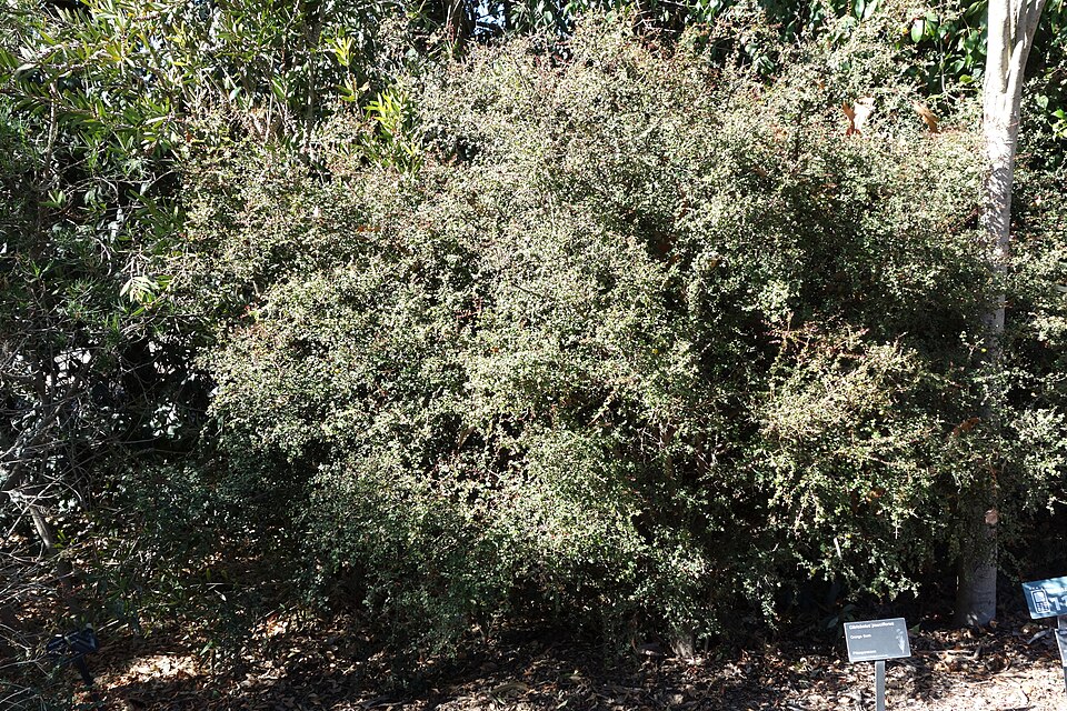 Pittosporum multiflorum (orange thorn) (alternate view 10)