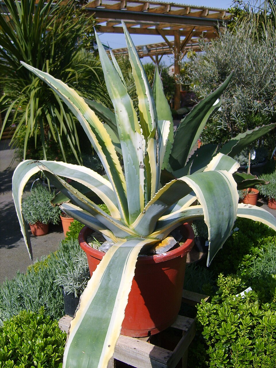 Agave americana 'Variegata' (Variegated Century Plant)