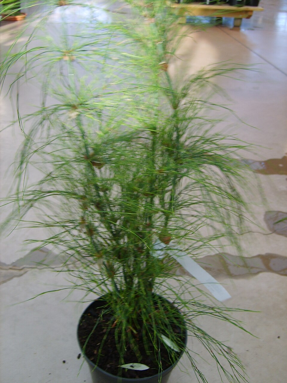 Elegia (Goldreeds)